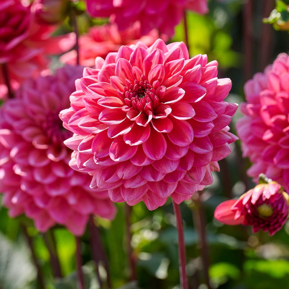 Dahlia 'Salmon Runner'