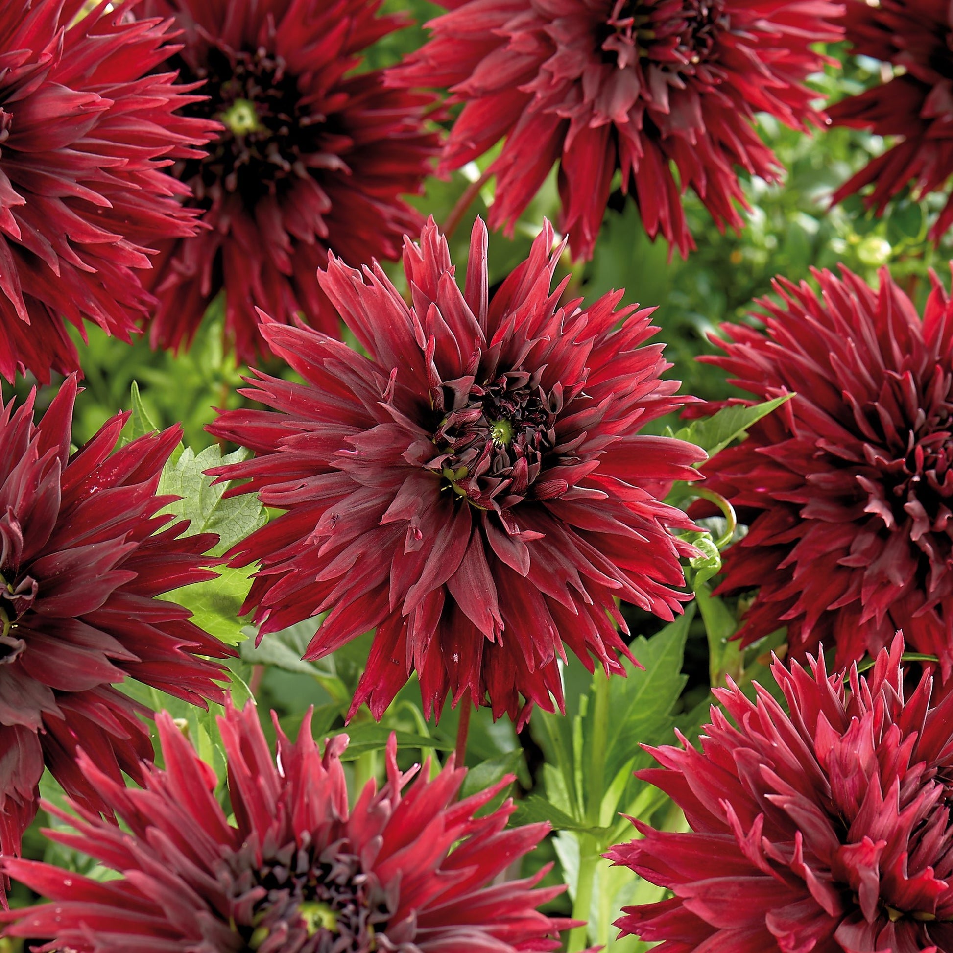 Dahlia 'Sam Hopkins'