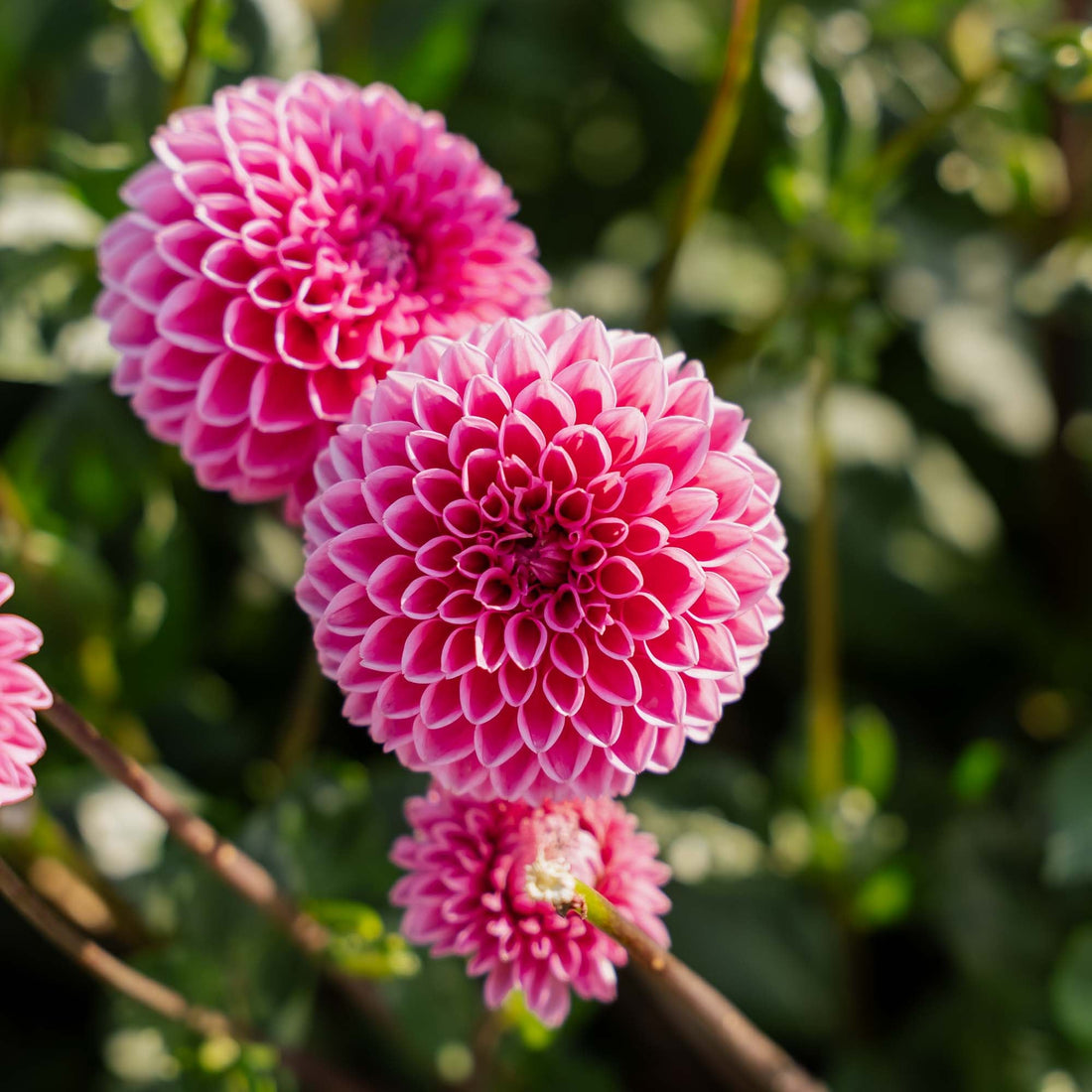 Dahlia 'Sandra'