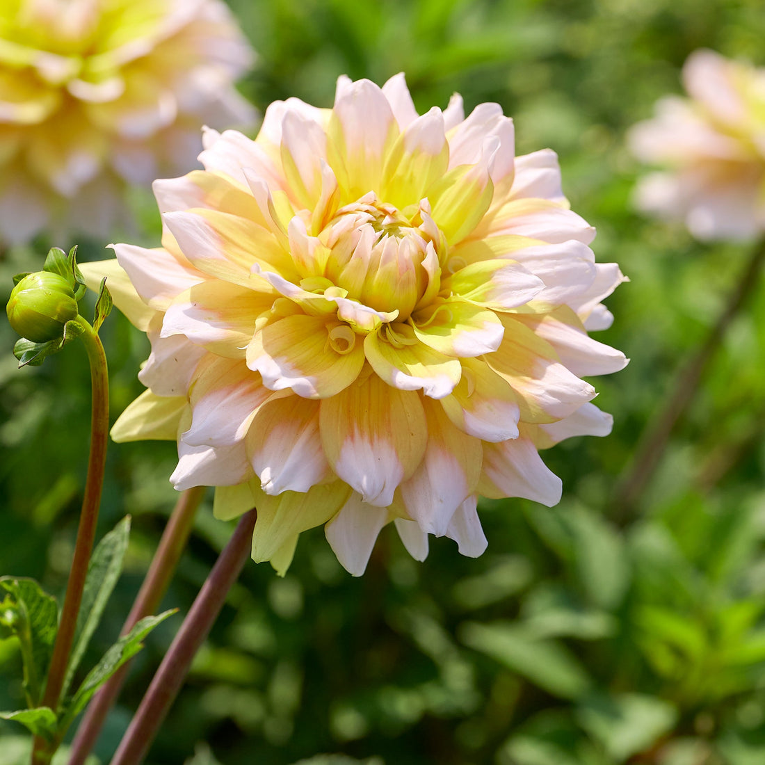 Dahlia 'Seattle'