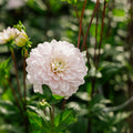 Dahlia 'Silver Years'