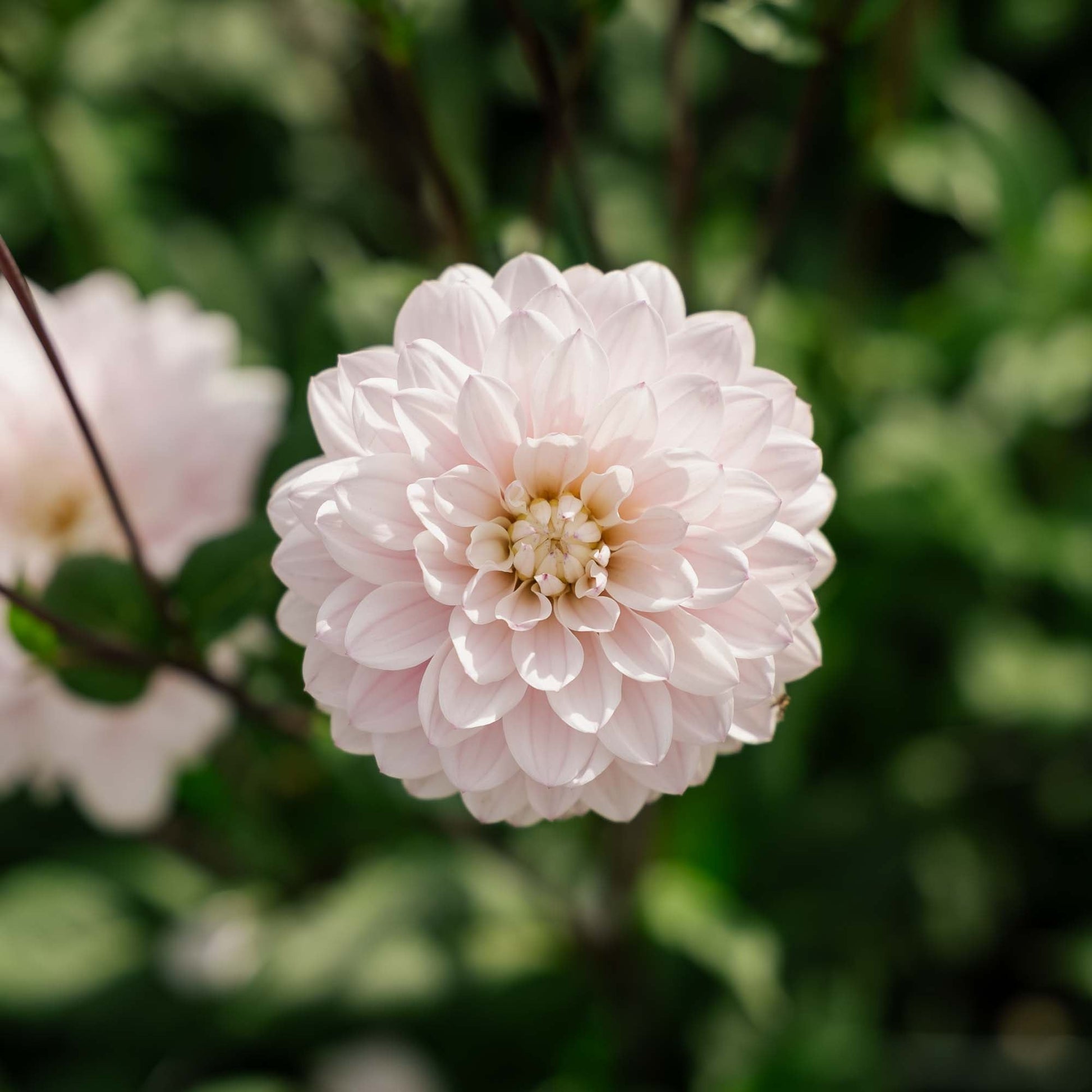 Dahlia 'Silver Years'