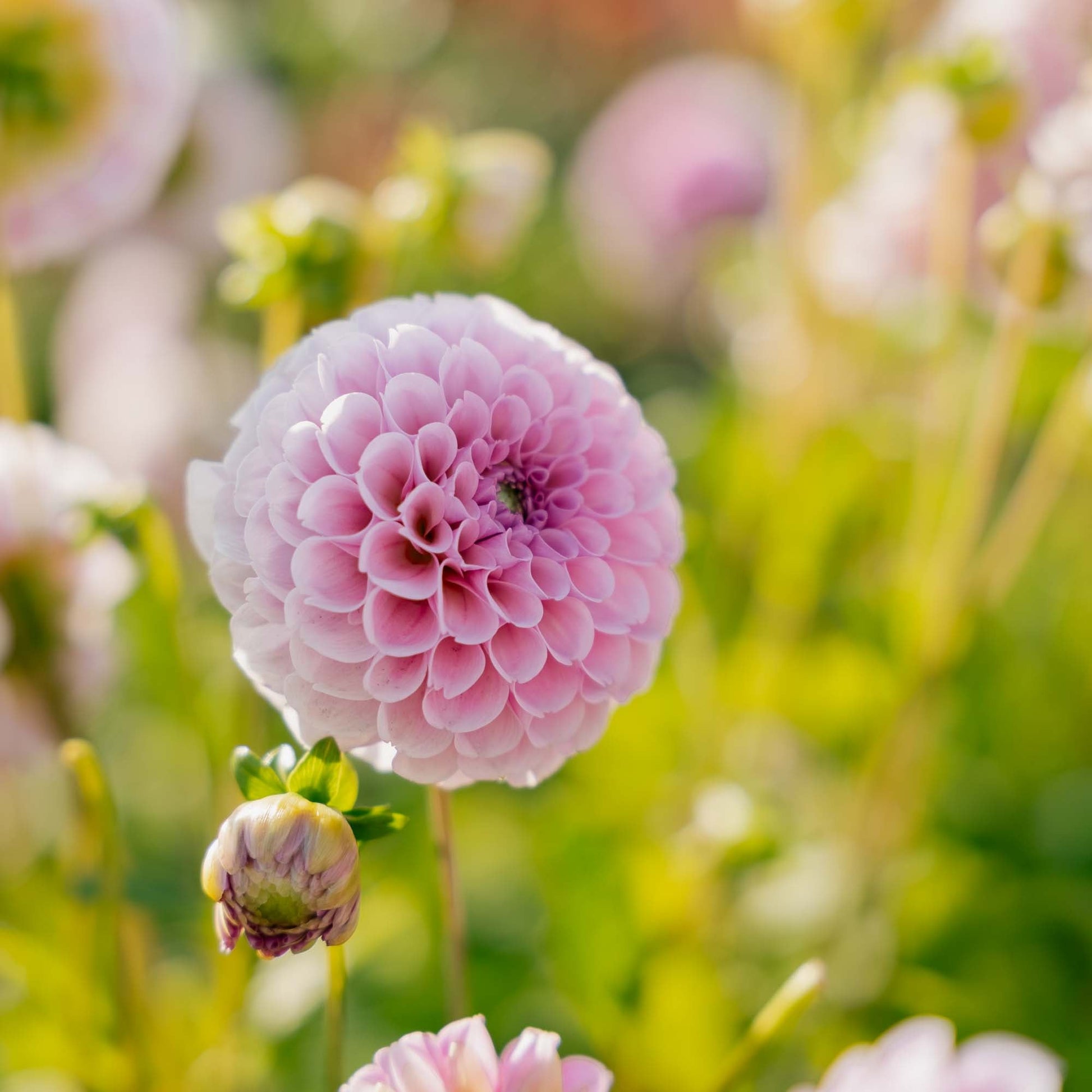 Dahlia 'Stolze von Berlin'