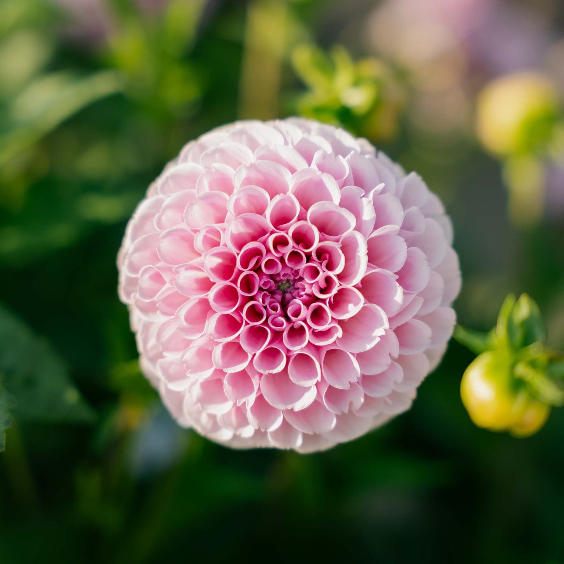 Dahlia 'Stolze von Berlin'