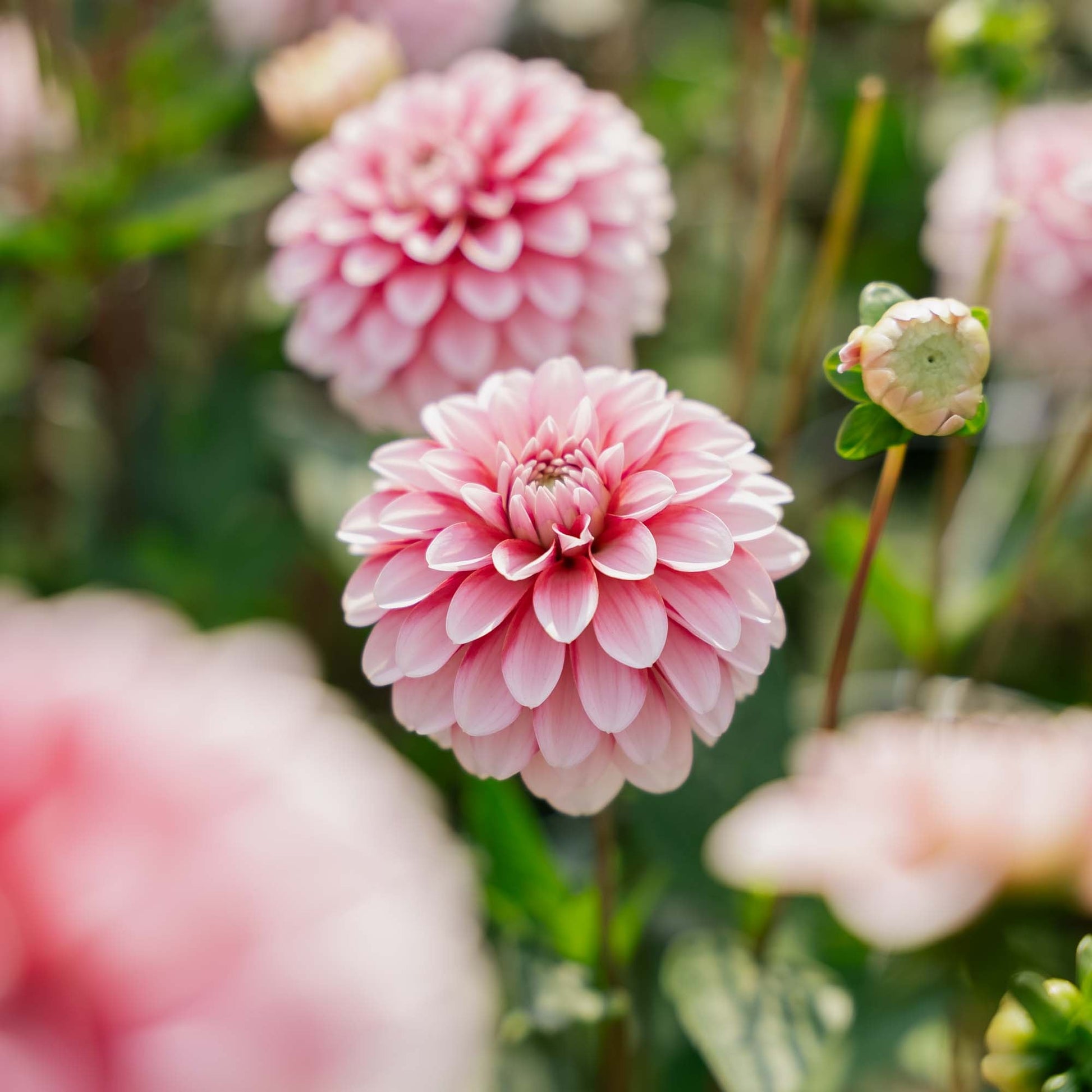 Dahlia 'Strawberry Cream'