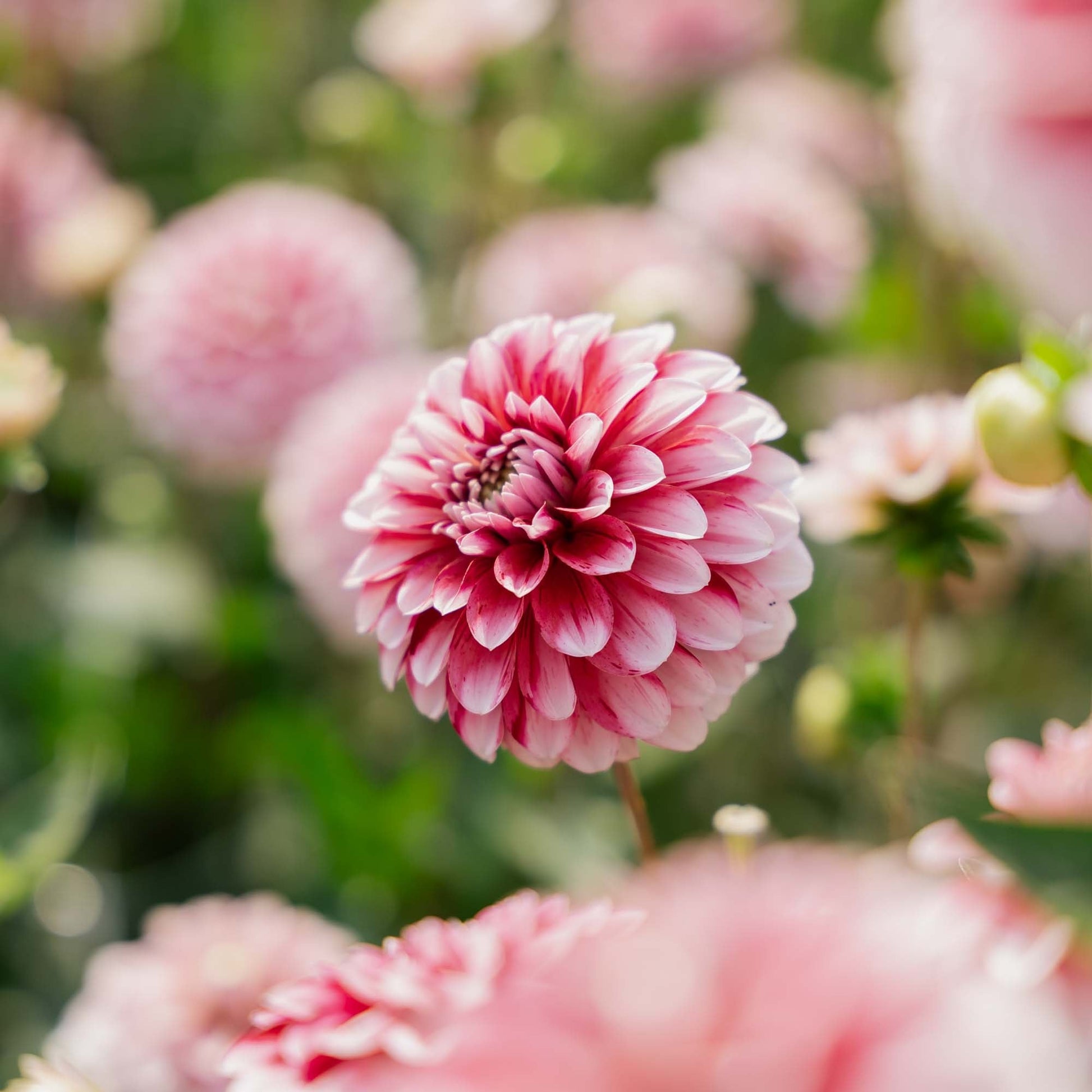 Dahlia 'Strawberry Cream'