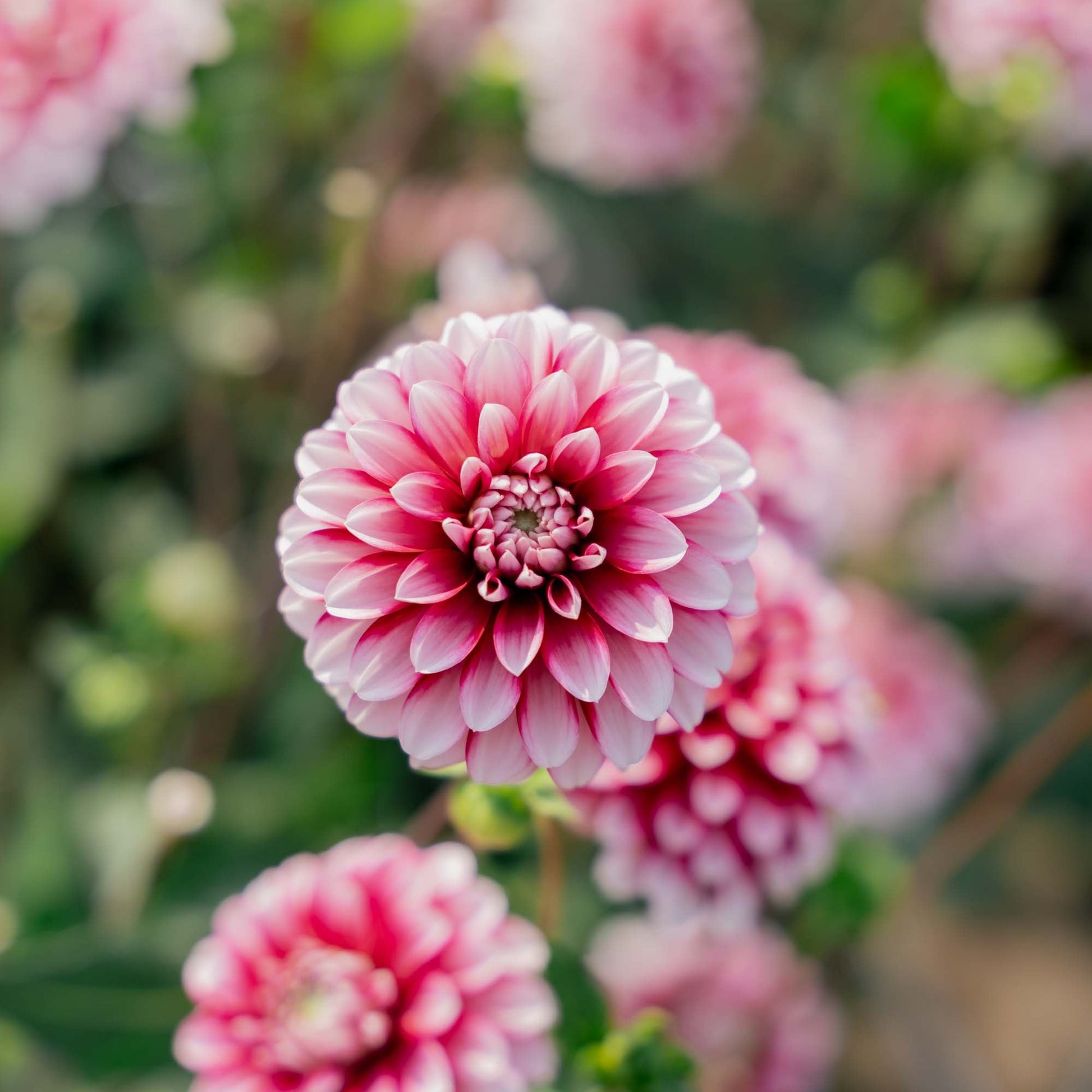 Dahlia 'Strawberry Cream'