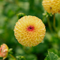 Dahlia 'Sunny boy'