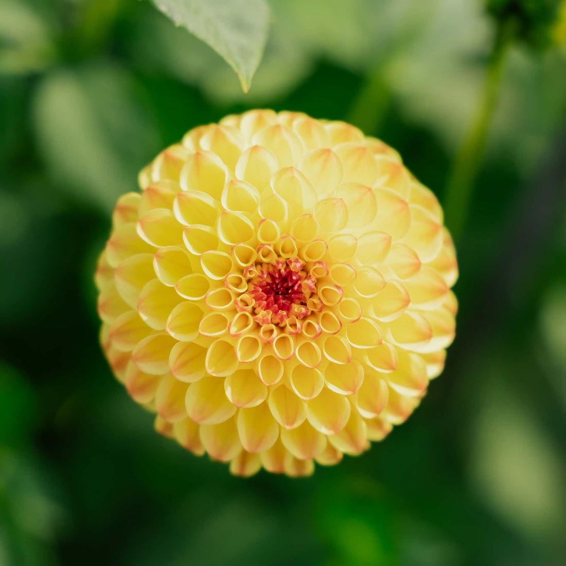 Dahlia 'Sunny boy'