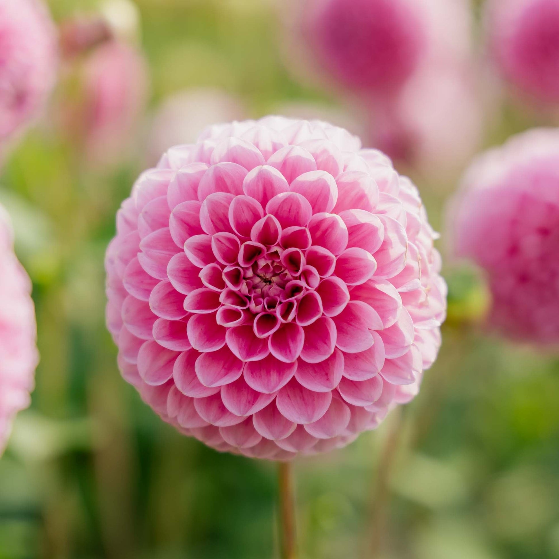 Dahlia 'Sweet fabienne'