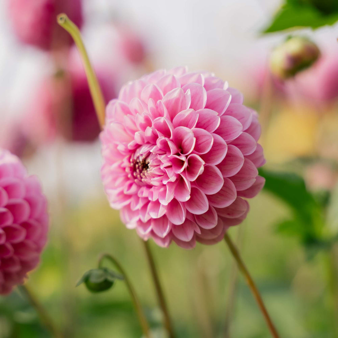 Dahlia 'Sweet fabienne'