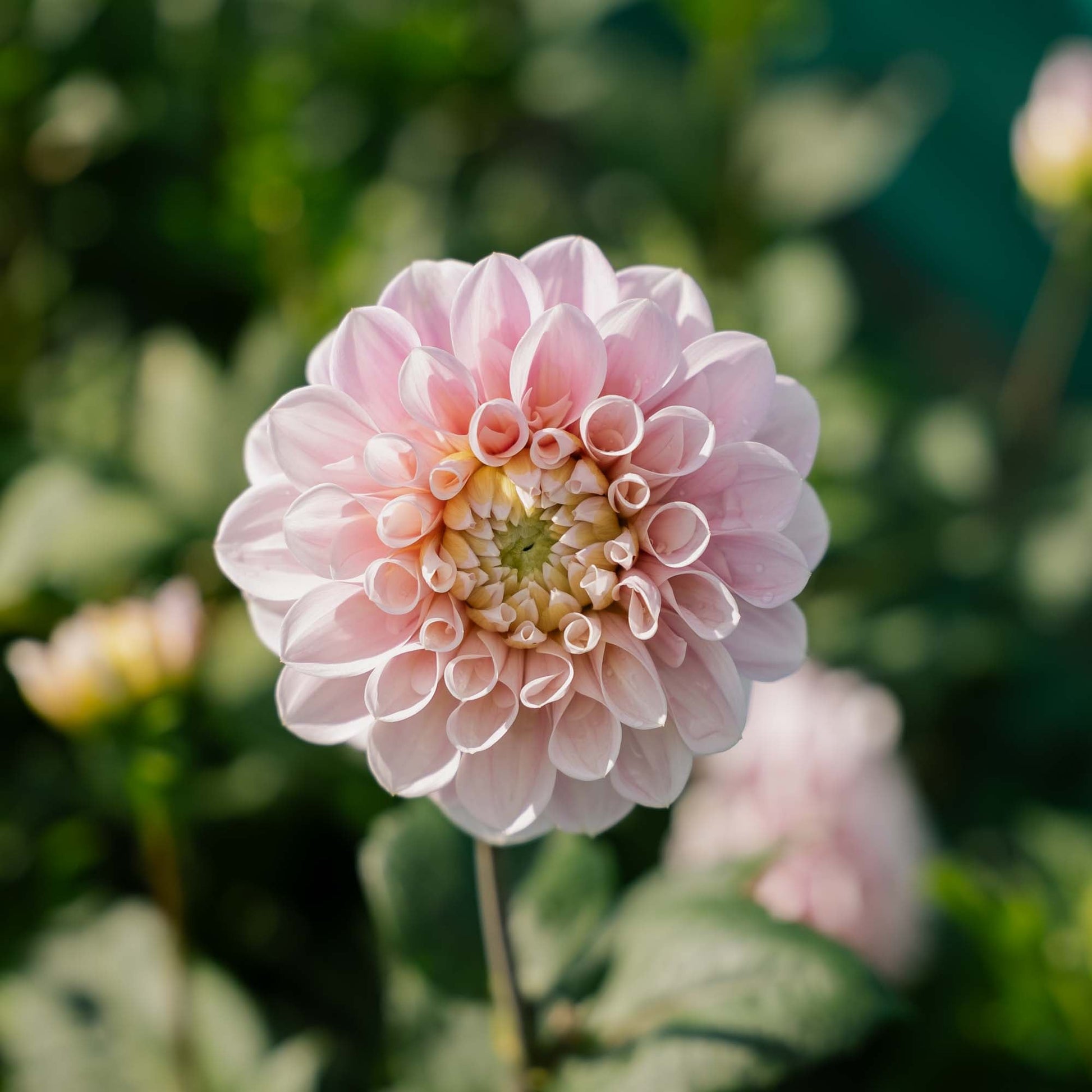 Dahlia 'Sweet Nathalie'