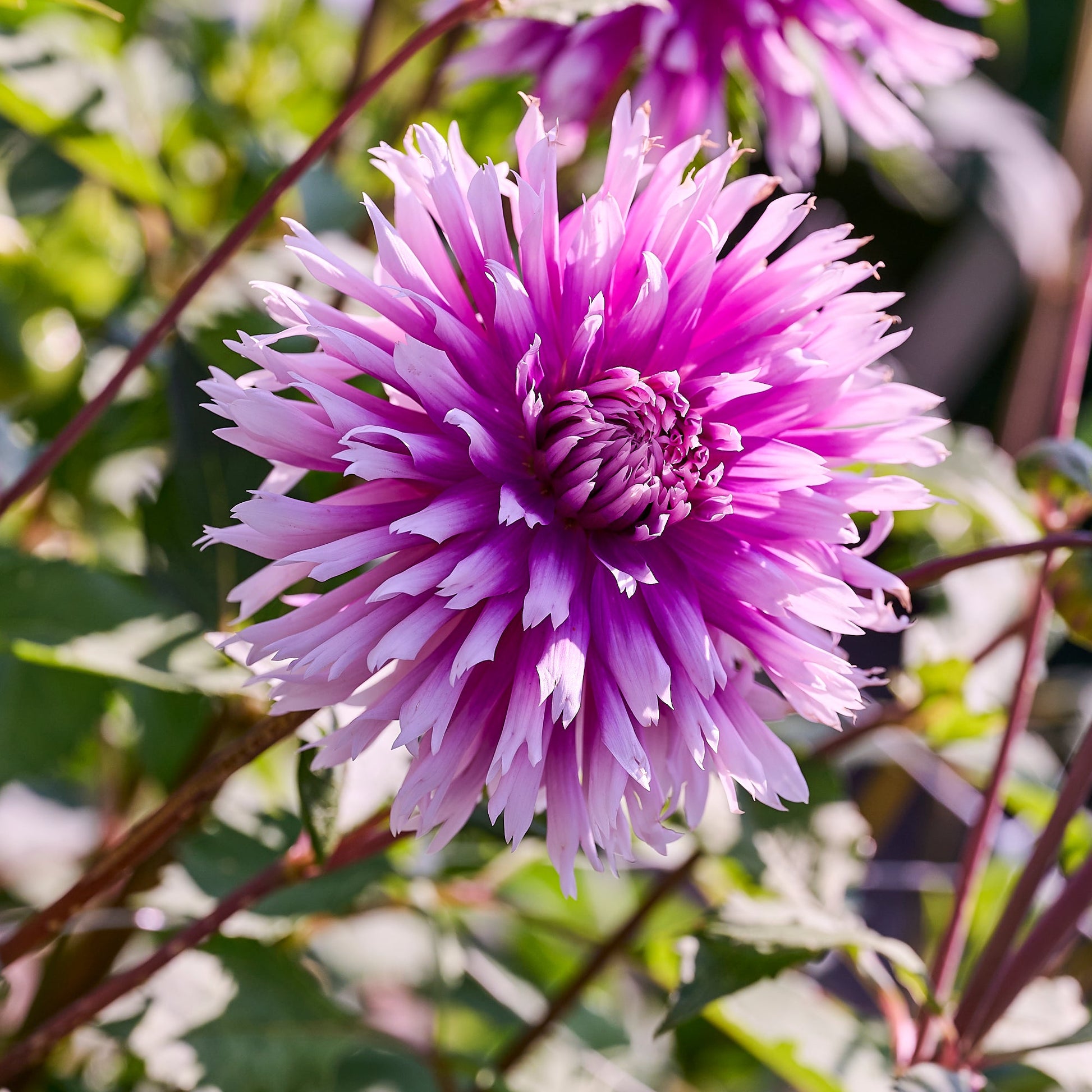 Dahlia 'Table Dancer'