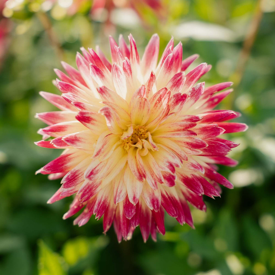 Dahlia 'Tahiti Sunrise'