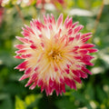 Dahlia 'Tahiti Sunrise'