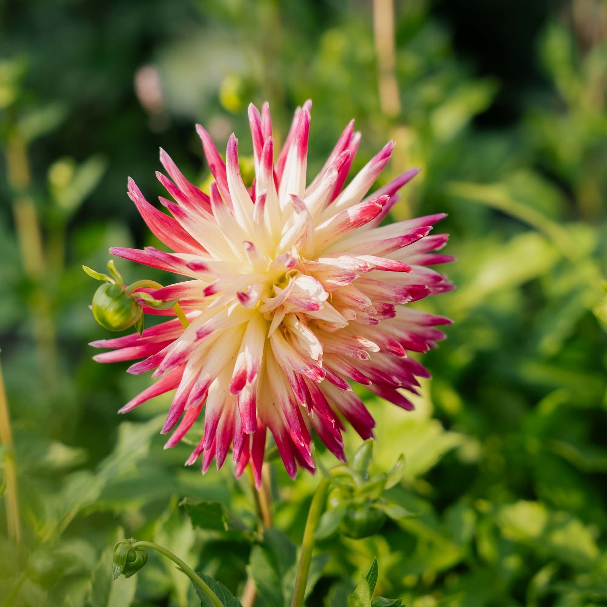 Dahlia 'Tahiti Sunrise'