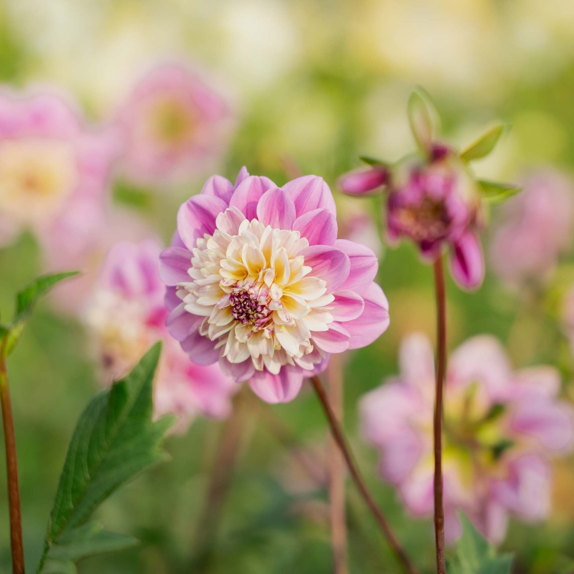 Dahlia 'Take Off'