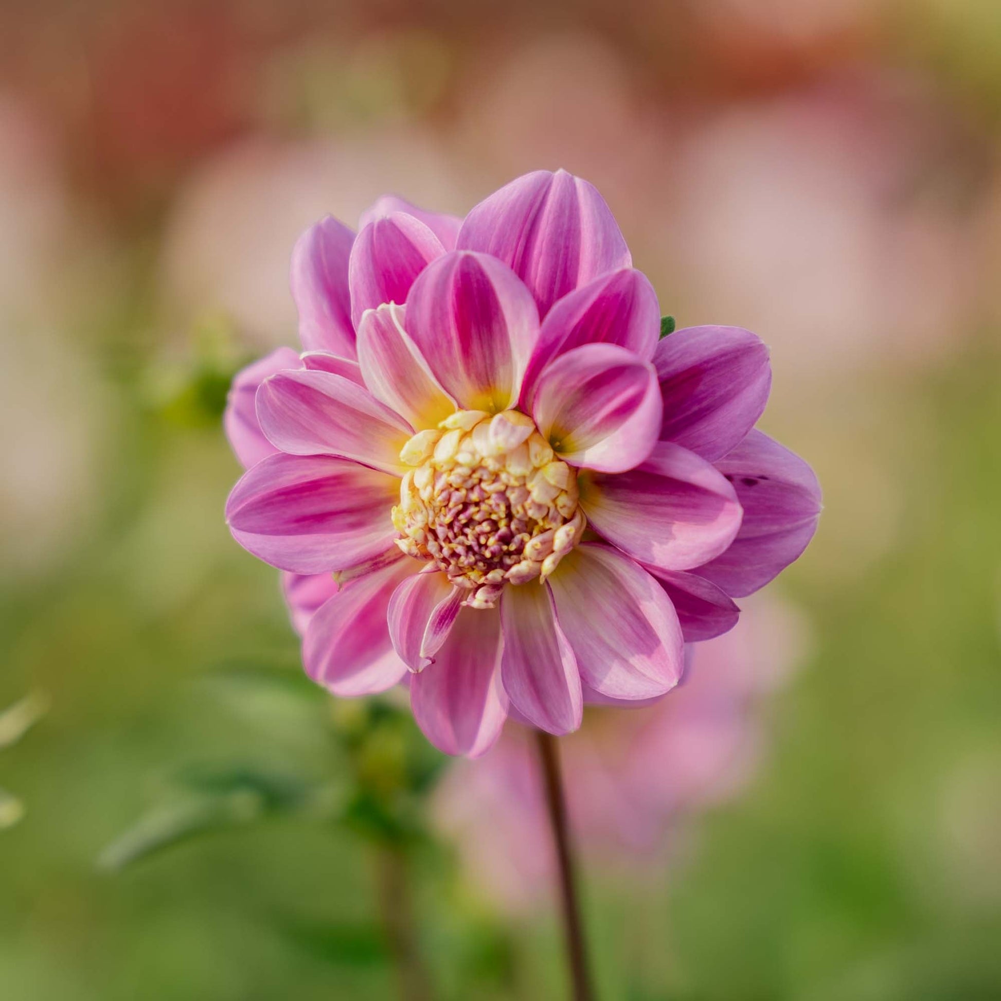 Dahlia 'Take Off'