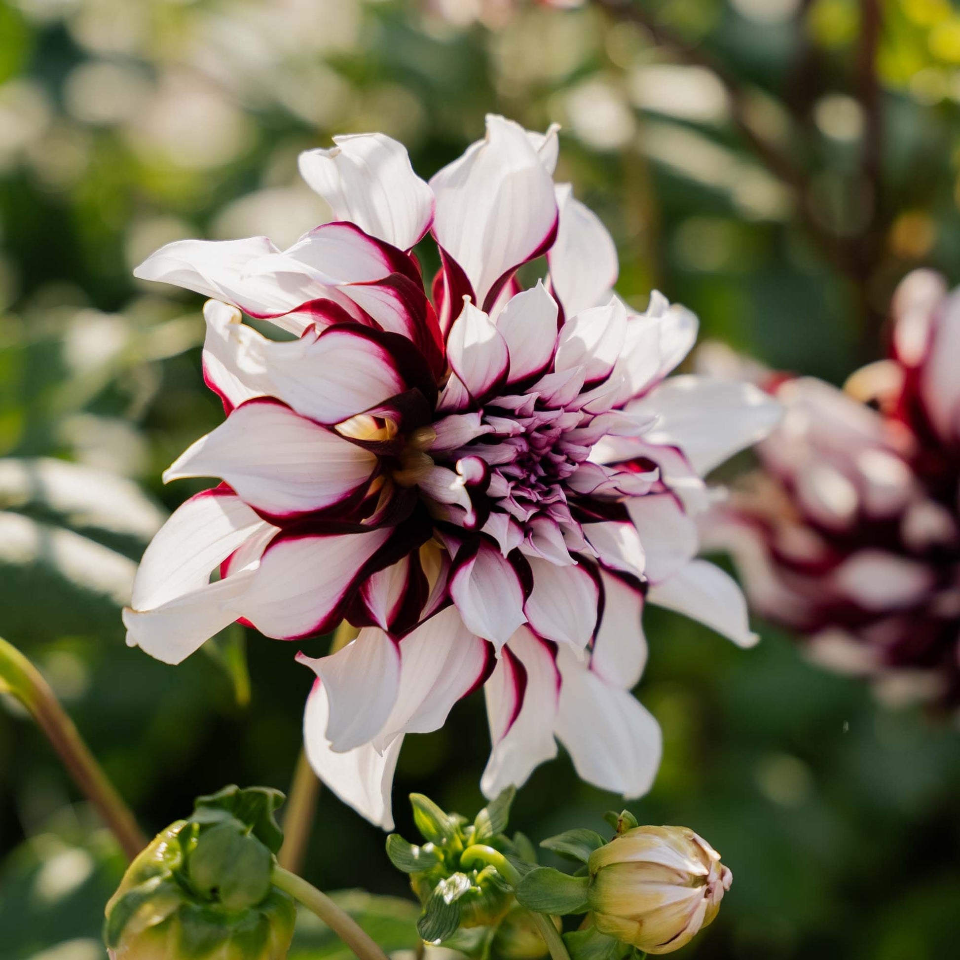 Dahlia 'Tartan'