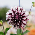 Dahlia 'Tartan'