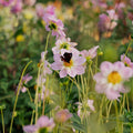 Dahlia 'Teesbrooke Audrey'