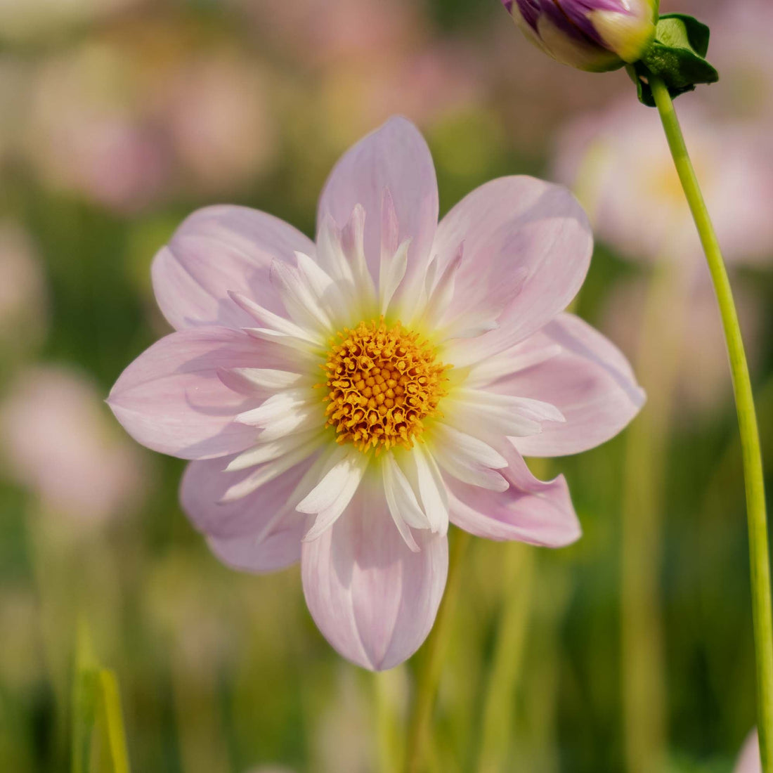 Dahlia 'Teesbrooke Audrey'