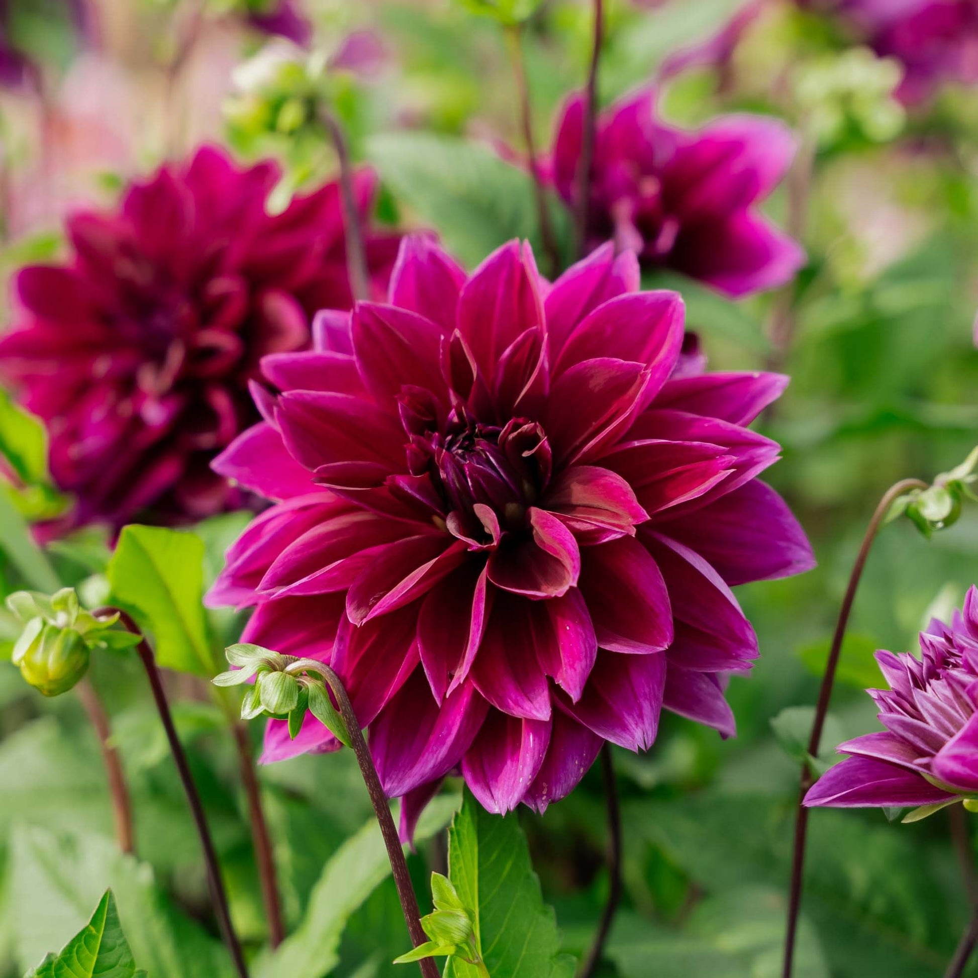 Dahlia 'Thomas A. Edison'