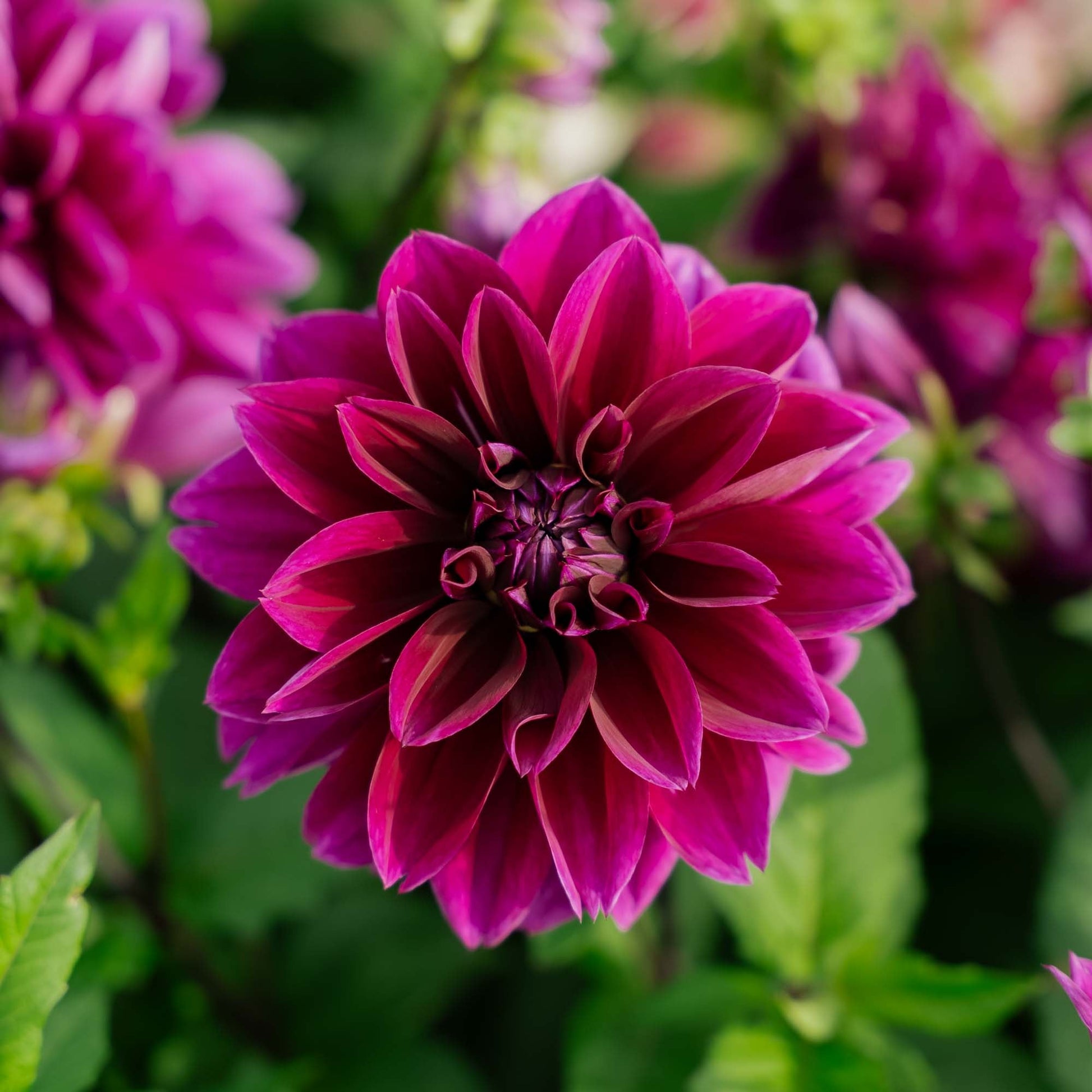 Dahlia 'Thomas A. Edison'