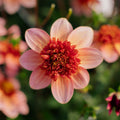 Dahlia 'Totally Tangerine'