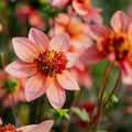 Dahlia 'Totally Tangerine'