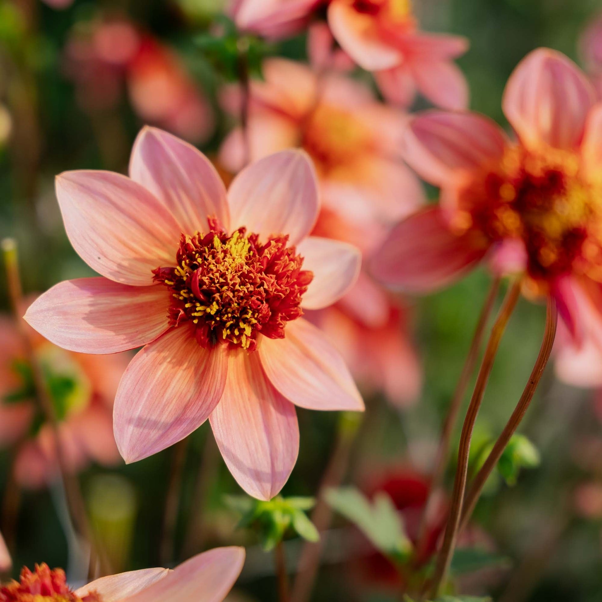 Dahlia 'Totally Tangerine'