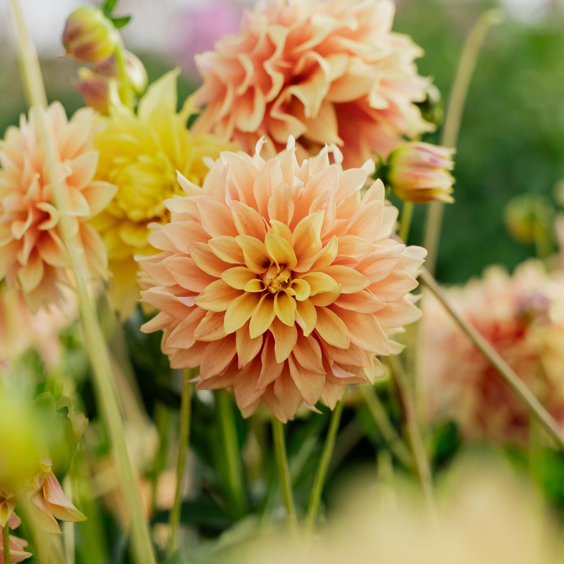 Dahlia 'Tyrell'