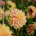 Dahlia 'Tyrell'