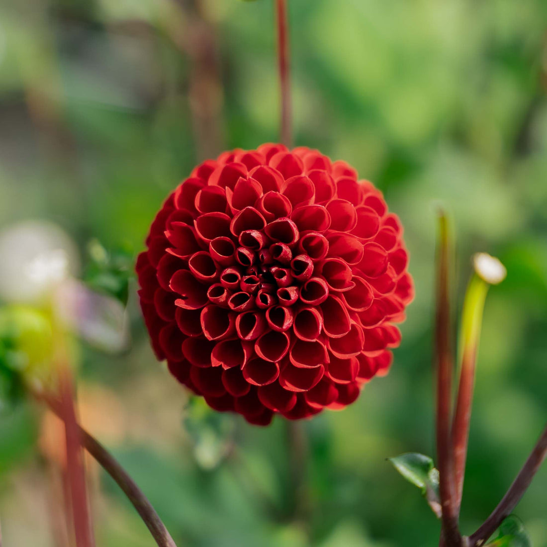 Dahlia 'Viking'