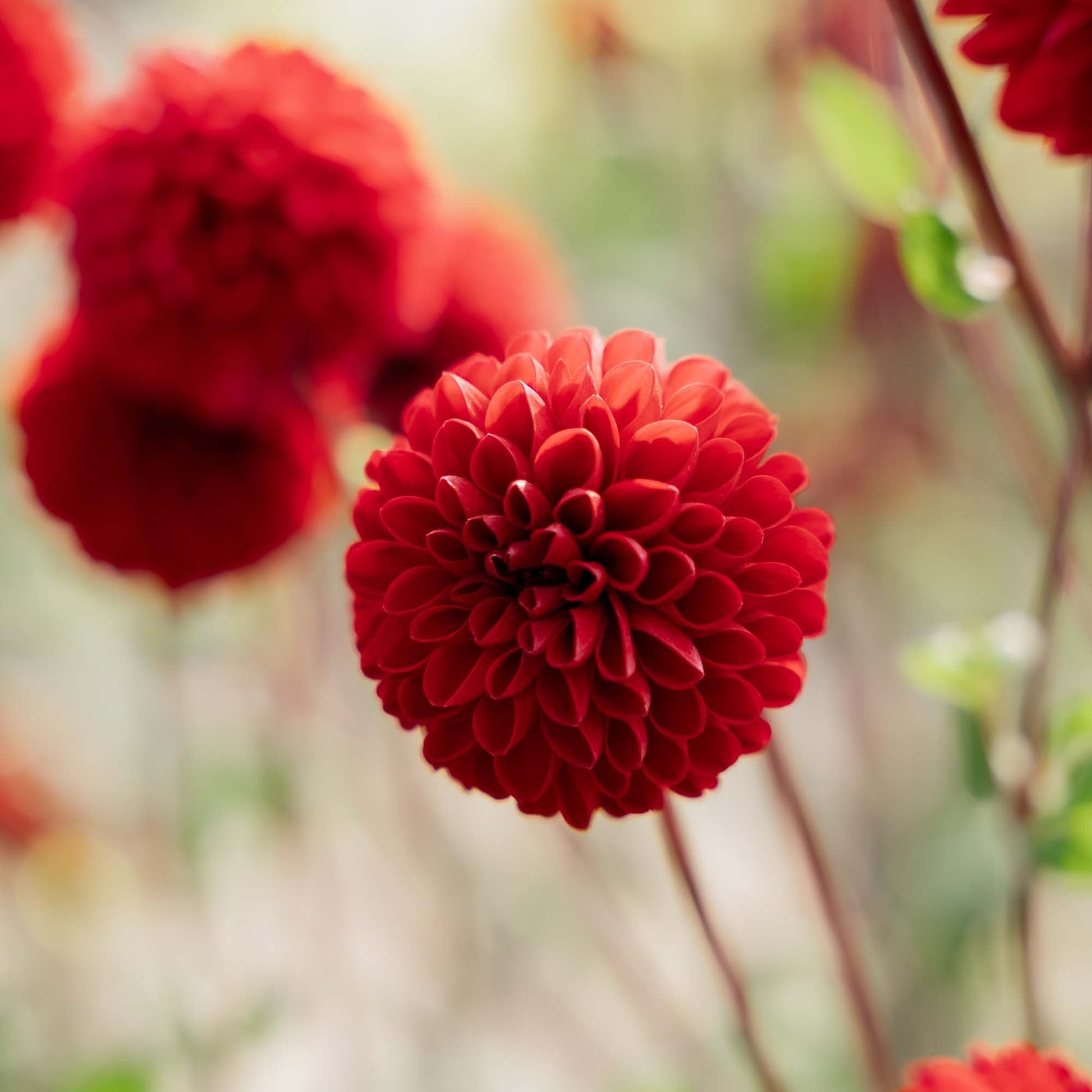 Dahlia 'Viking'