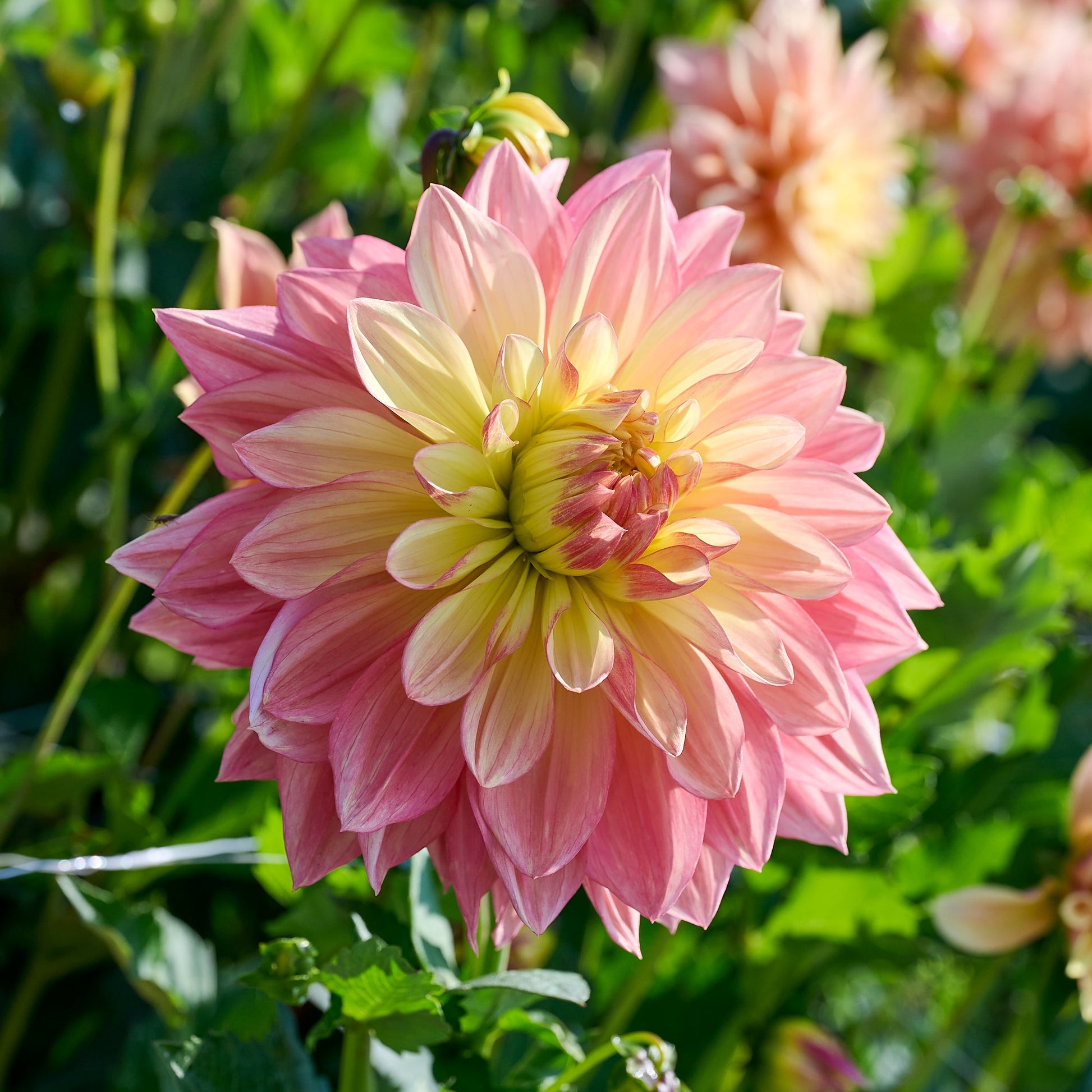 Dahlia 'Wanda's Aurora'