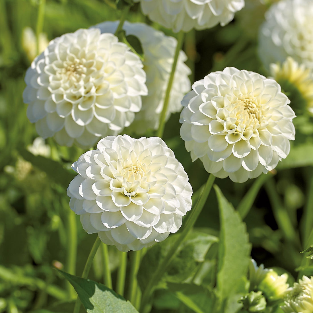 Dahlia 'White Aster'