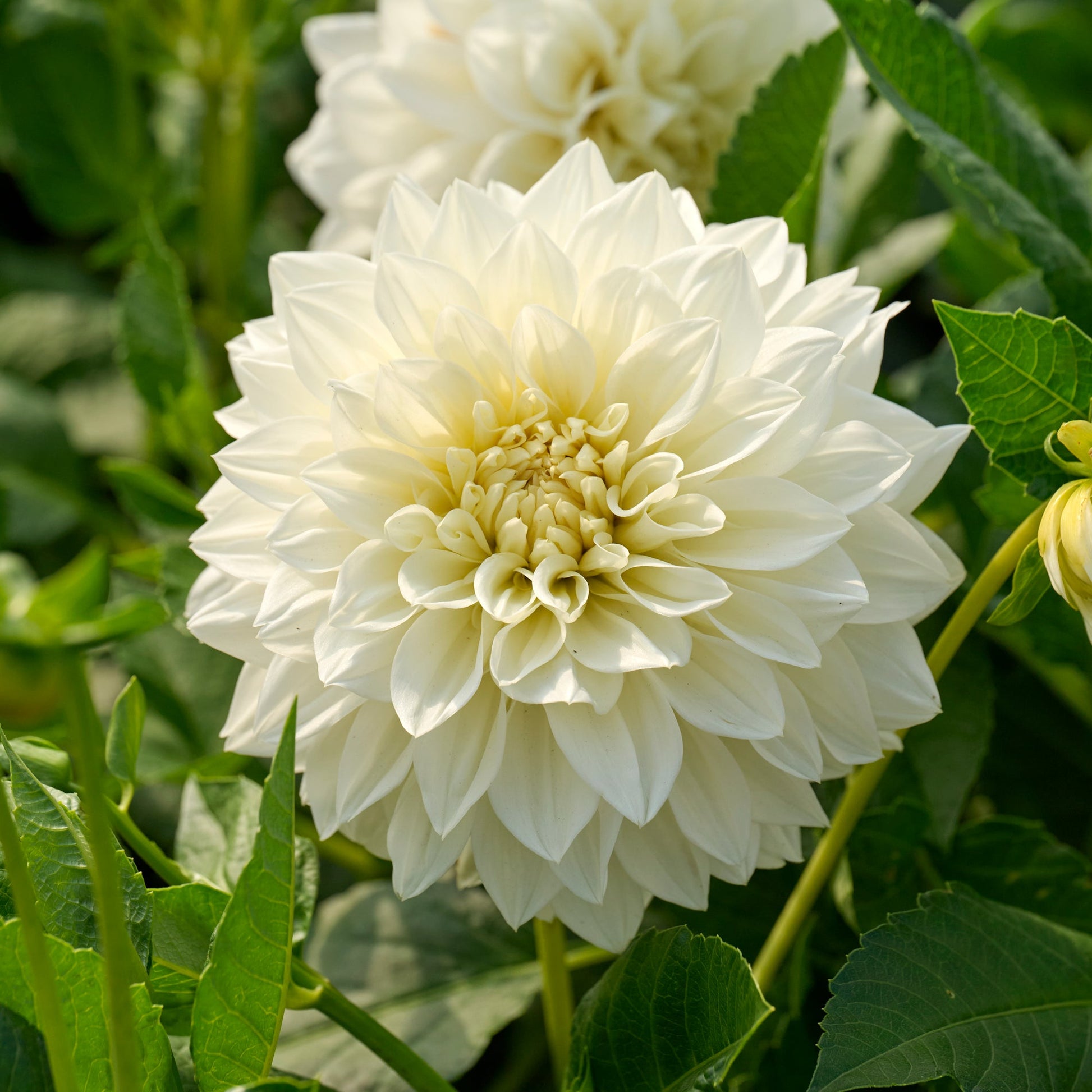 Dahlia 'White Perfection'