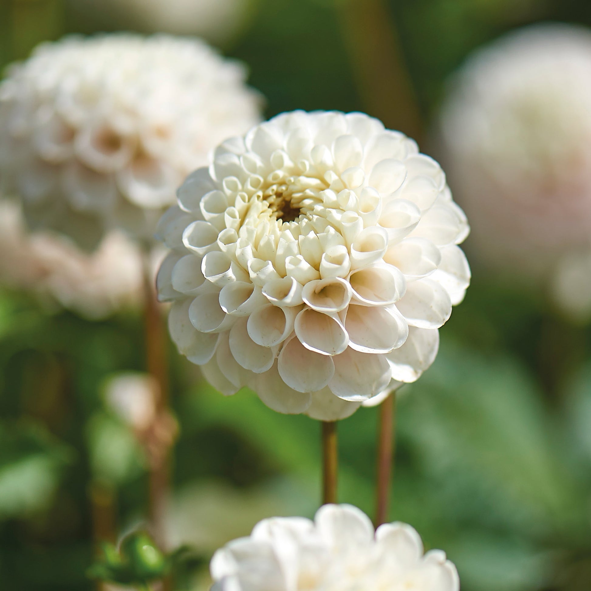 Dahlia 'White Wizard'