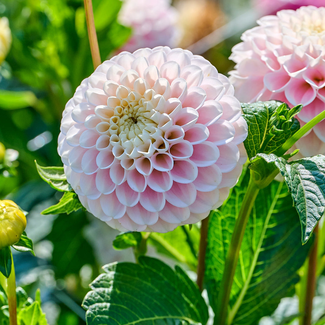 Dahlia 'Wizard of Lightening'