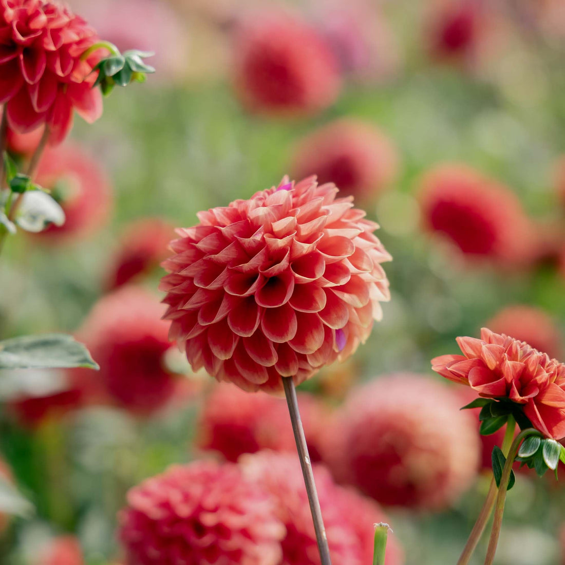 Dahlia 'Zundert Mystery Fox'