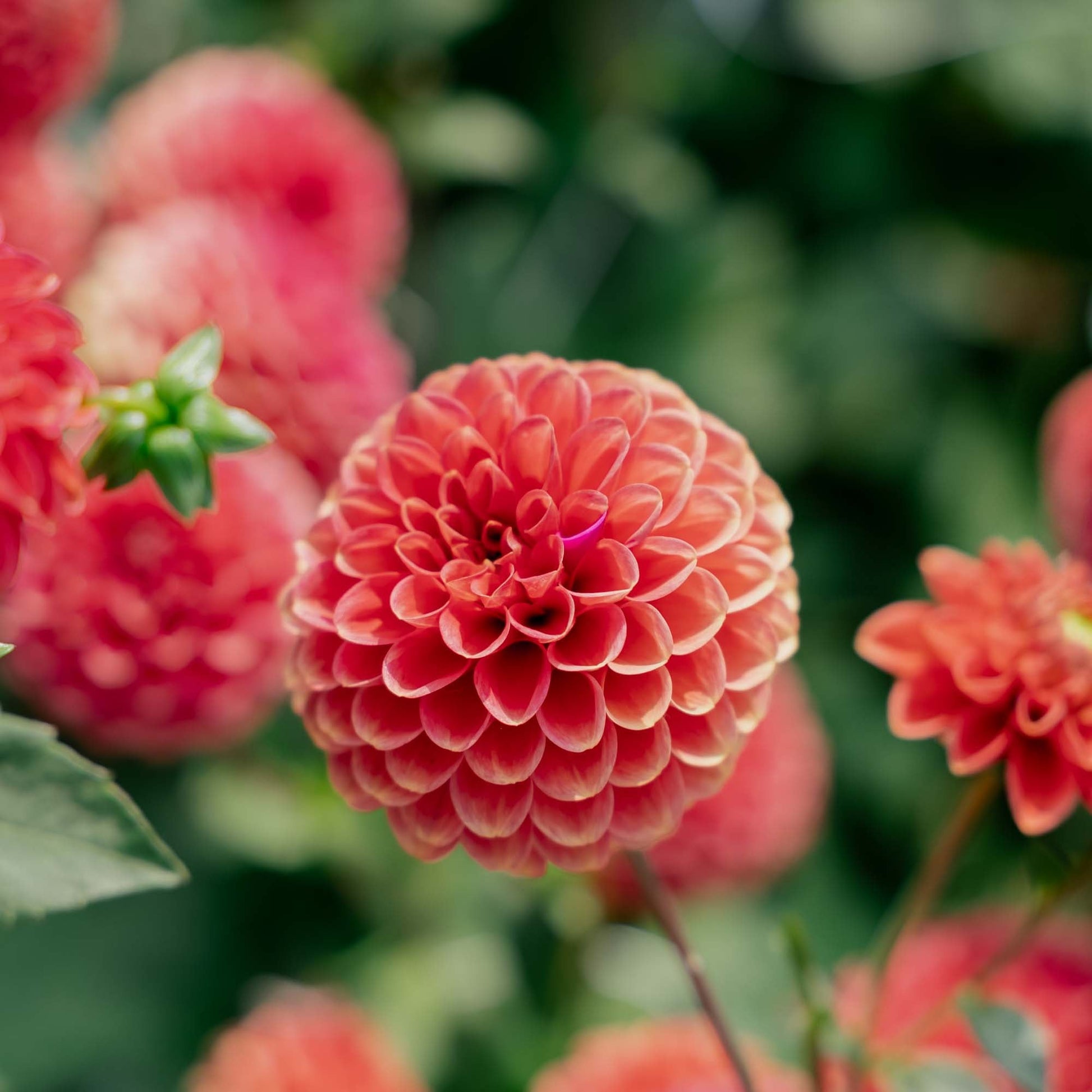 Dahlia 'Zundert Mystery Fox'