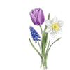 Forårsblomster