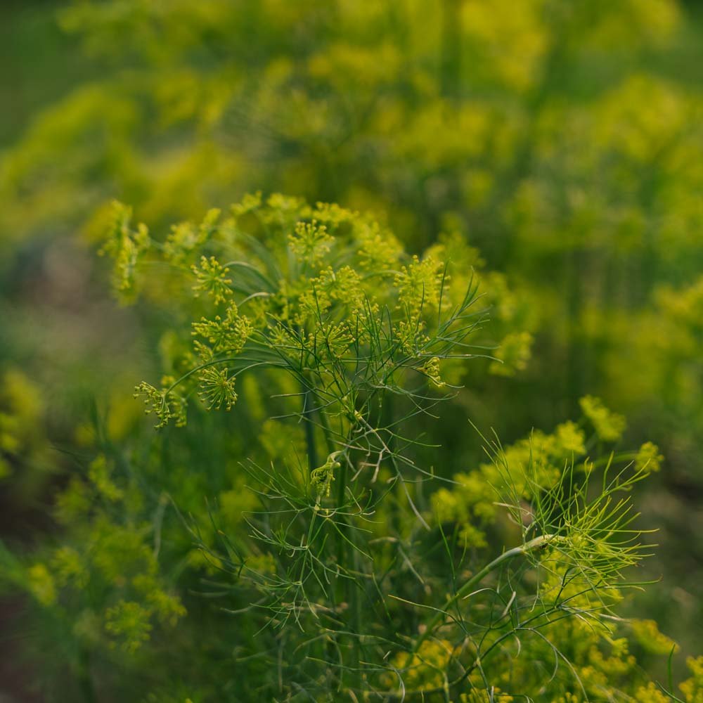 Dildfrø - 300 Økologiske Frø