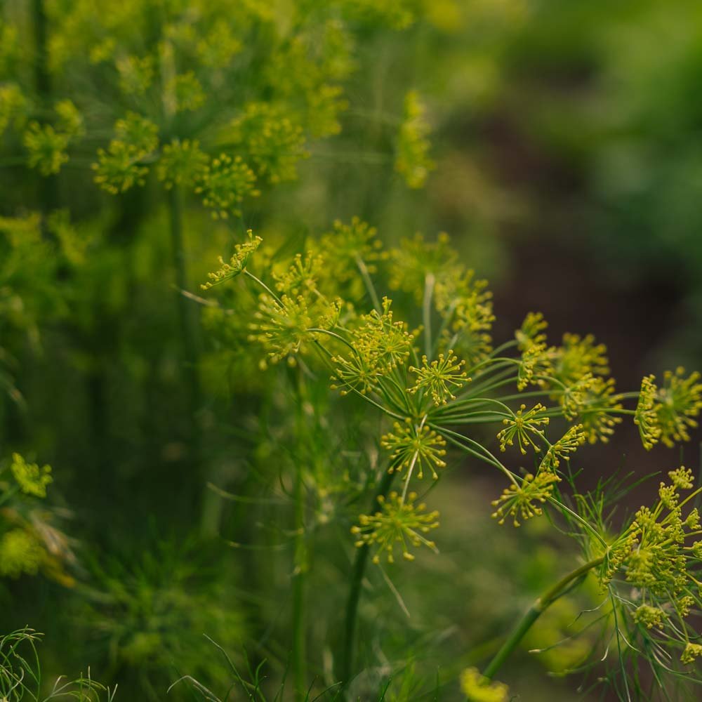 Dildfrø - 300 Økologiske Frø