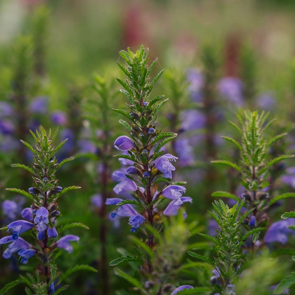 Dragehoved frø 'Moldavian Dragonhead' - 150 Økologiske Frø