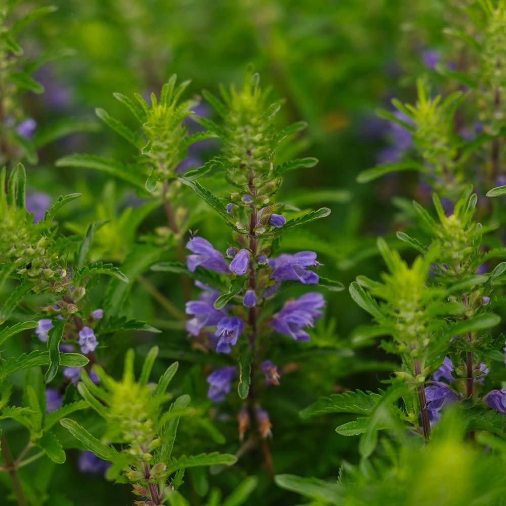 Dragehoved frø 'Moldavian Dragonhead' - 150 Økologiske Frø