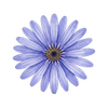 Blomsterfrø