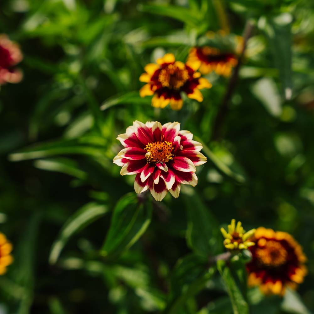 Dværg frøkenhat frø - 50 Økologiske Frø