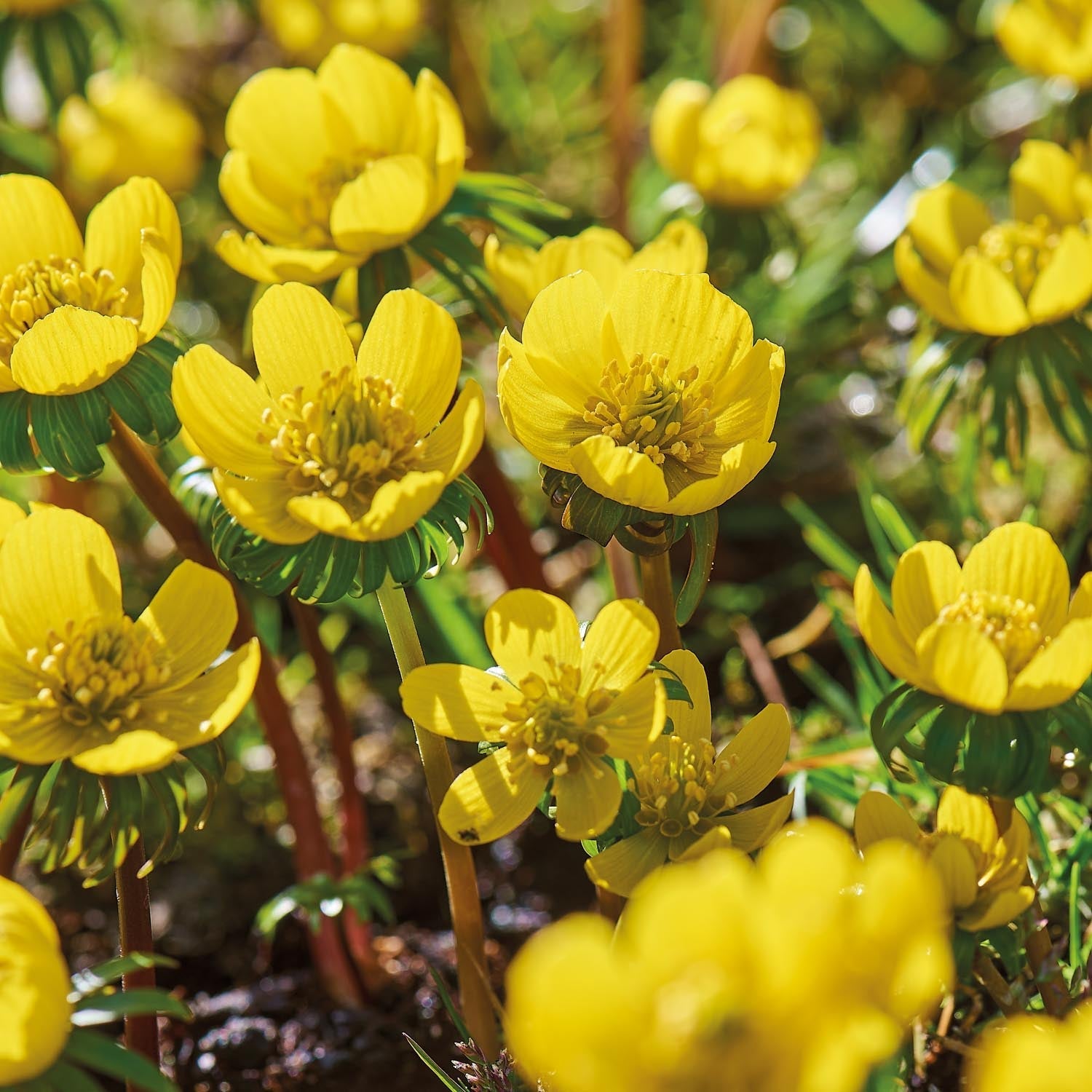 Eranthis 'Cilicica'